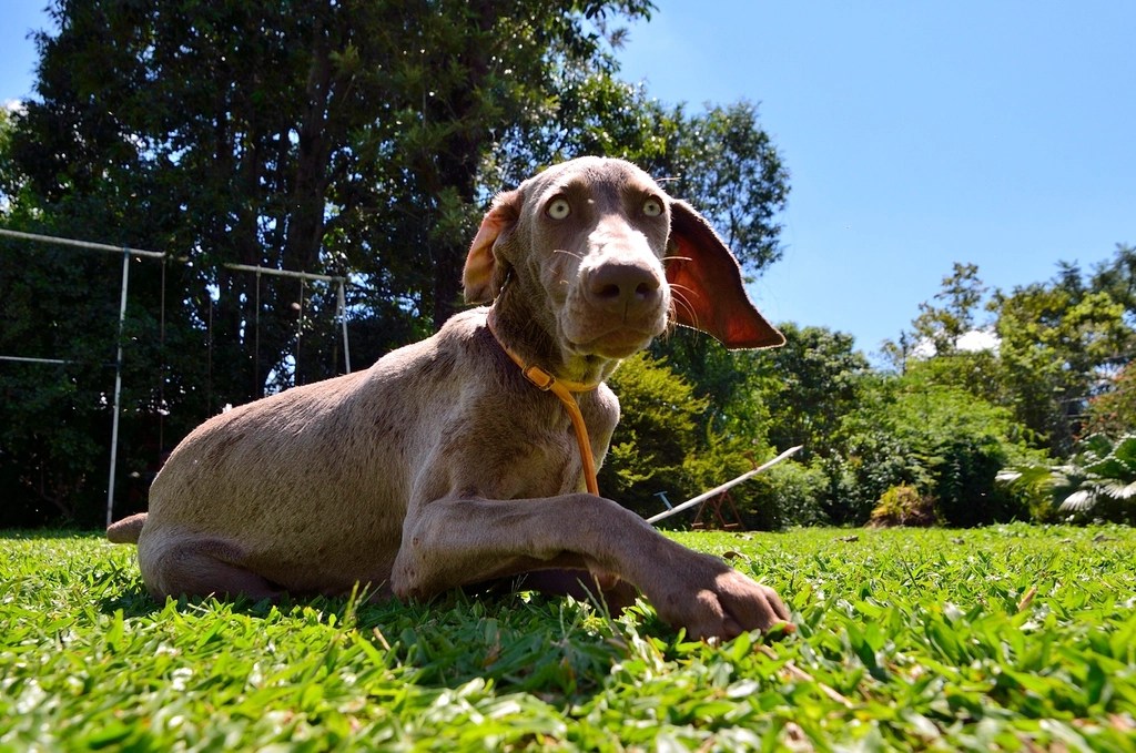 Marcelo Álvarez Salgado. Veterinario en Celanova, Ourense 600 386 557